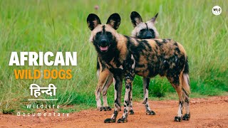 African wild dogs - हिन्दी डॉक्यूमेंट्री | Wild animals documentary in Hindi