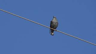 Ψαρόνι - European Starling