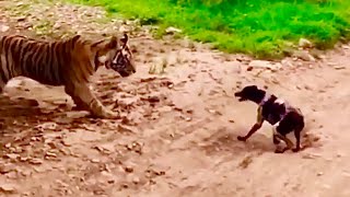Tiger attacks and kills stray dog. Carries off to eat.