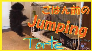 【生後2ヶ月】ごはん前のjumping 愛犬Torte （トイプードルのTorte channel)【トイプードルの子犬】