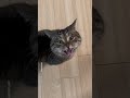 everybody scream shorts cat funny