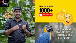 GiveAway / Free Bird, ഇങ്ങനെ ചെയ്താൽ ഒരു ജോടി കിളികൾ ഫ്രീ, 1000+ subscribers Thanks you All,🥰