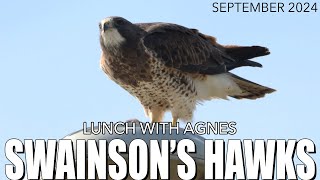 Lunch With Agnes the Swainson's Hawk | grafxbylisa