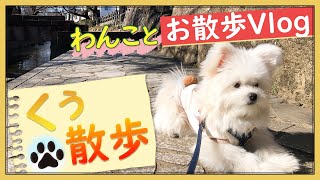 【🧸犬とお散歩Vlog🎬】超かわいい愛犬とお散歩に行ってきた！🐾