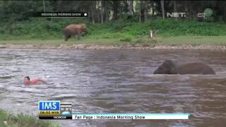 Video Viral Gajah Selamatkan Manusia yang Tenggelam