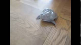 screaming frog reversed