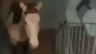 Belle Delphine Only Fans