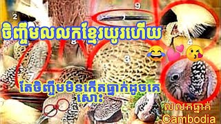 លលកធ្នាក់ Cambodia របៀបមើលលលកល្អដែលចិញ្ចឹមទៅកើតធ្នាក់ 100% កុំឲ្យចិញ្ចឹមខាតពេល👍👍