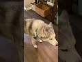 Stubborn Husky is master manipulator