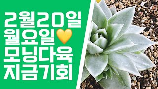 2월20일❤️월요일 #수담의다육#합리적#금다육이#감사합니다 #몰게인금#경산마리아금#블루진