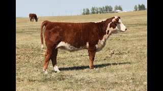 Lot 3A   REM 28J