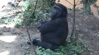 (18'/10/21)ゲンタロウの1日に密着⭐️ゴリラ(101)【京都市動物園】Gorilla / one day of gentaro