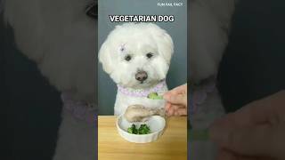 Dog Taste Experiment | Meat vs vegetables for dogs ! #shorts #dogfood