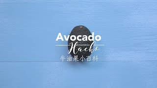 【牛油果小百科 Avocado Hacks】