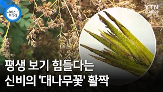 평생 보기 힘들다는 신비의 '대나무꽃' 활짝 / YTN 사이언스