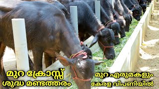 മുറ എരുമകൾ വാങ്ങാം ലാഭം നേടാം|murrah farm kerala