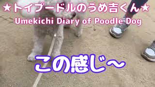 この感じ〜 ★トイプードルのうめ吉くん(882日目)★Umekichi Diary of Poodle Dog