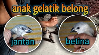 cara membedakan,burung gelatik belong,jantan dan betina saat masih anakan