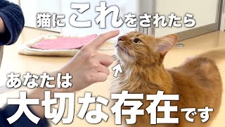 猫がこの行動をしてきたらあなたは大切な存在です