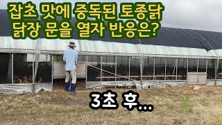 잡초 맛을 알아버린 토종닭 닭장문을 열어주자 확 달라진 반응이 귀엽습니다 -귀농 방목 토종닭 직거래