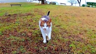 雨上がりの公園、人が来なくて寂しかった野良猫が駆け寄って来た