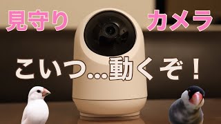 これで一泊二日の旅行はOK？愛鳥家必見！【見守りカメラ】【switch bot】Java sparrow ペットカメラ