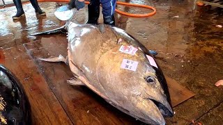 Quickly and expertly slice over 400kg bluefin tuna - Amazing cutting skills