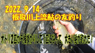 2022.9.14板取川上流　鮎の友釣　オトリ２匹から根掛かりして１匹になって、大きい鮎が釣れた！＃板取川　＃鮎