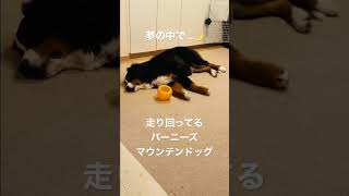 眠りながら 足をバタバタ マズルをピクピク