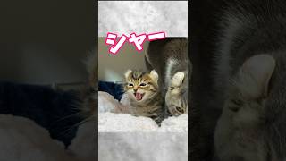 ぜーんぜん怖くないシャーを覚えた子猫が犬と✨