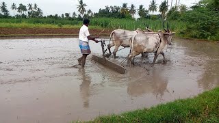 bullock ploughing the field to mud leveling by farmer for paddy seeds sowing | cow ploughing field