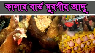 জাদু..... কালার বার্ড মুরগীর অবাক করা কিছু বৈশিষ্ট্য🐓