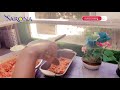 easy home made lasagna recipe with bechamel sauce የ ላዛኛ አሰራር