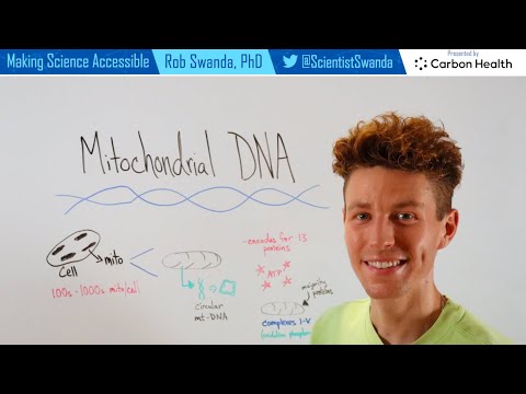 Why do mitochondria have DNA and ribosomes?