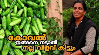 കോവല്‍ കൃഷി രീതി | Koval Krishi Malayalam Agriculture Video