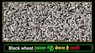 Black wheat (काला गेहूँ) बेचना है || કાળા ઘઉં વેચવાના છે મોબાઇલ નંબર= 9601953737