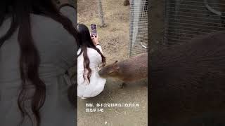 咬衣服的豚豚卡皮巴拉 水豚宝宝 水豚精神状态我狠狠羡慕 capybara 豚言豚语