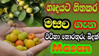 හෘදයට හිතකර මසං ගැන වට්නා තොරතුරු බිදක්/Masan