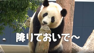 結浜　降りておいで～　おやつだよ～　飼育員さんに降りるように言われた　すぐに降りられない結たん　そう言われても