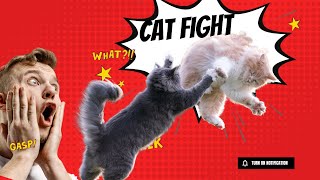 Cat Fight Noises | Cat Fight | Cat sound | Cat Fighting Voice | Cats Fight video #cats #cat #animal