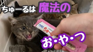 シャーと言いながらも‥ちゅーるの魔法にかかる子猫　【子猫ラッシュ2020秋#2】Kitten captivated by Churu