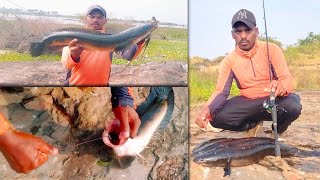 Huge size snakehead attack 2 numbers #snakehead hunting #murrelfish #fishattack #trending