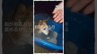 犬猫と暮らす#犬は凄い#新しい暮らし #黒猫#老犬