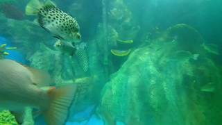 Amazing Sea World in Cox Bazar Bangladesh | কক্সবাজারে তৈরি হলো চমৎকার সী ওয়ার্ল্ড!!