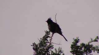 Phainopepla