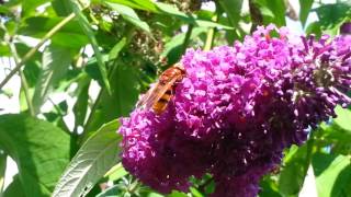 Hornet Mimic Hoverfly