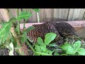 baby pheasant coucal