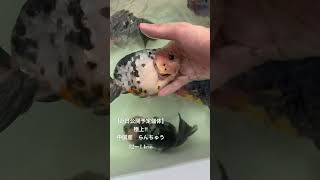 【近日公開予定個体】 極上！　中国産　らんちゅう　12〜14cm #金魚 #らんちゅう #ランチュウ #江戸錦 #goldfish