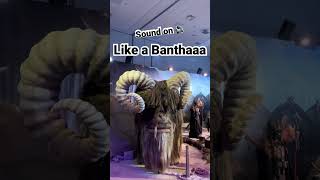 Like a Bantha! #starwars #starwarscelebration2022 #bobafett #shorts