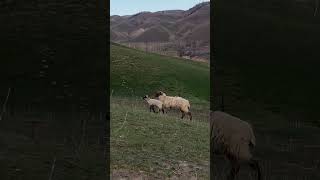 小羊羔想吃奶，妈妈却走了，小羊羔尴尬地挠挠头#lamb #animalbehavior